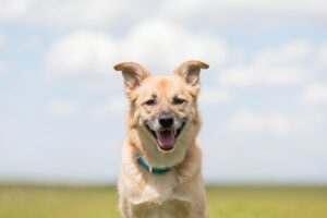 dog smiling happy mutt dog dog without breed 2024 04 19 16 57 11 utc