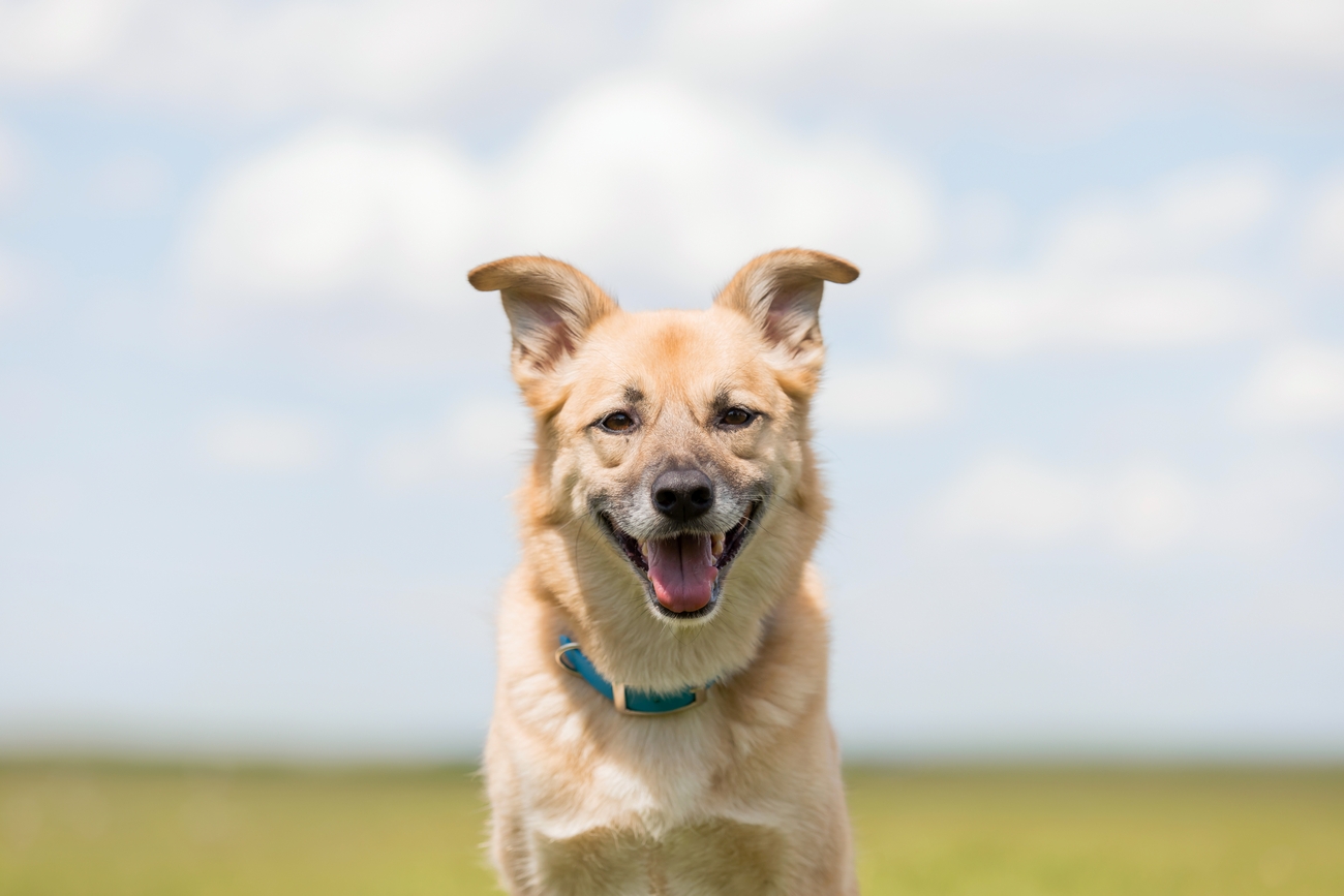 dog smiling happy mutt dog dog without breed 2024 04 19 16 57 11 utc
