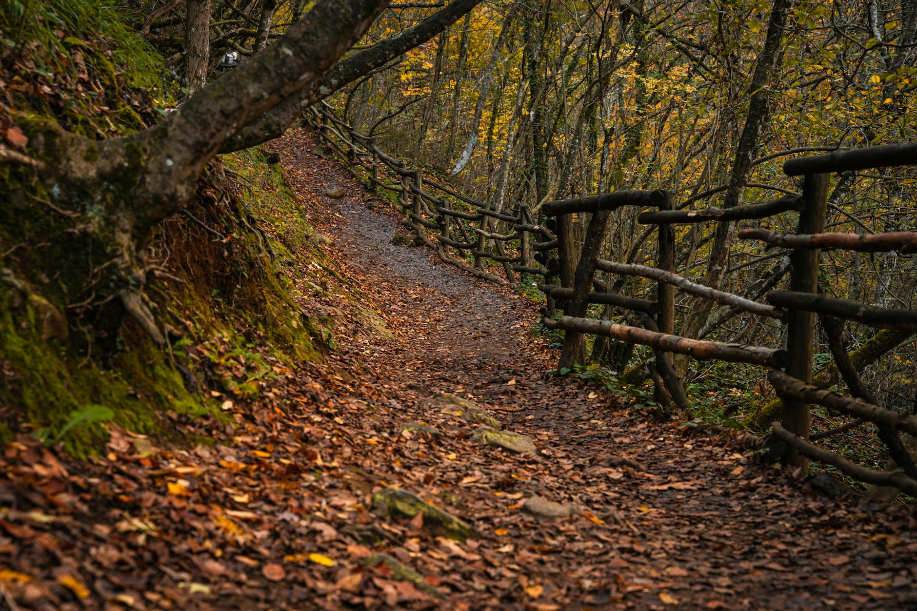 Jesienny leśny szlak z drewnianym płotkiem wśród drzew