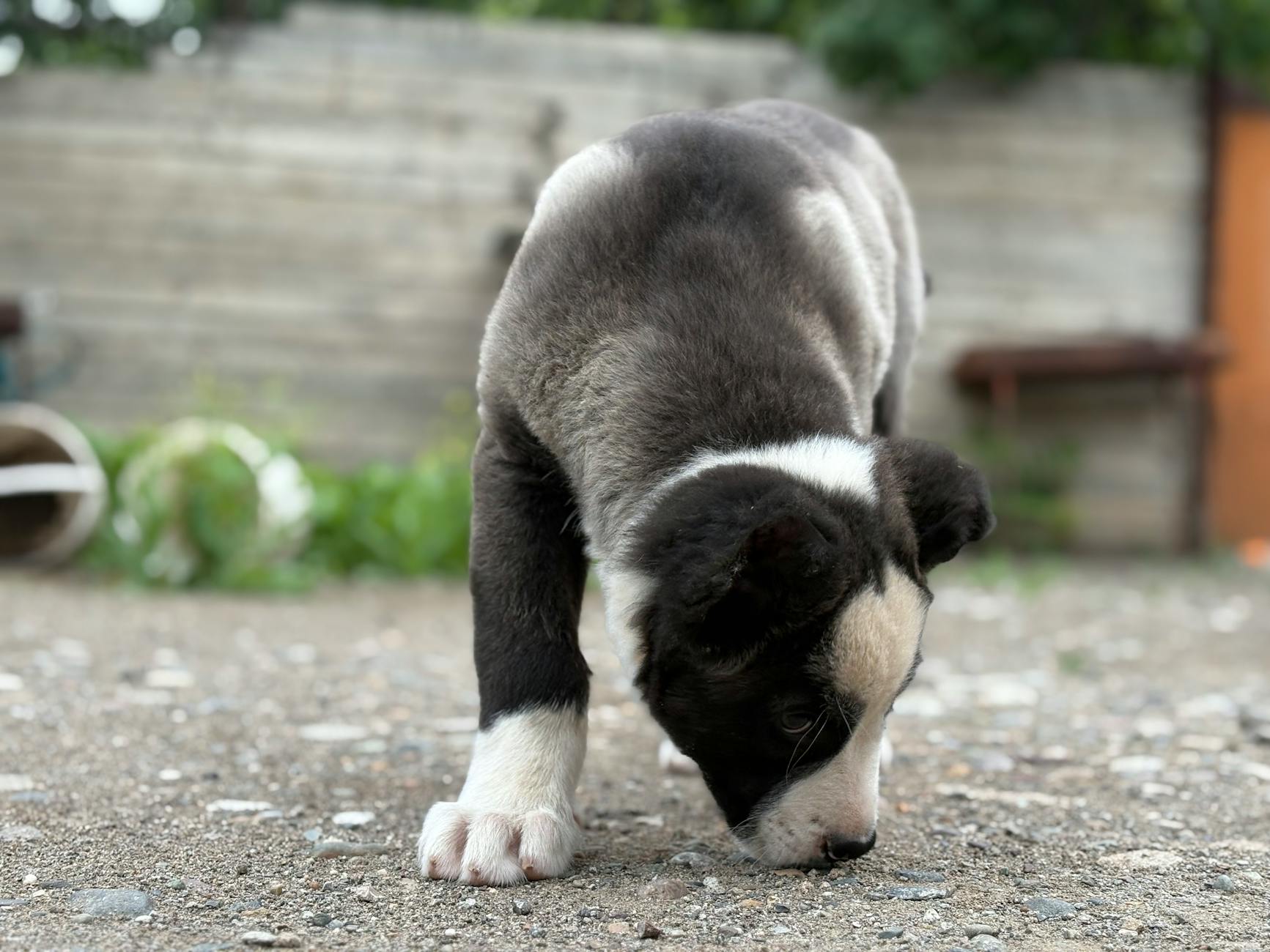 Szczeniak wącha żwirową ścieżkę podczas spaceru na świeżym powietrzu