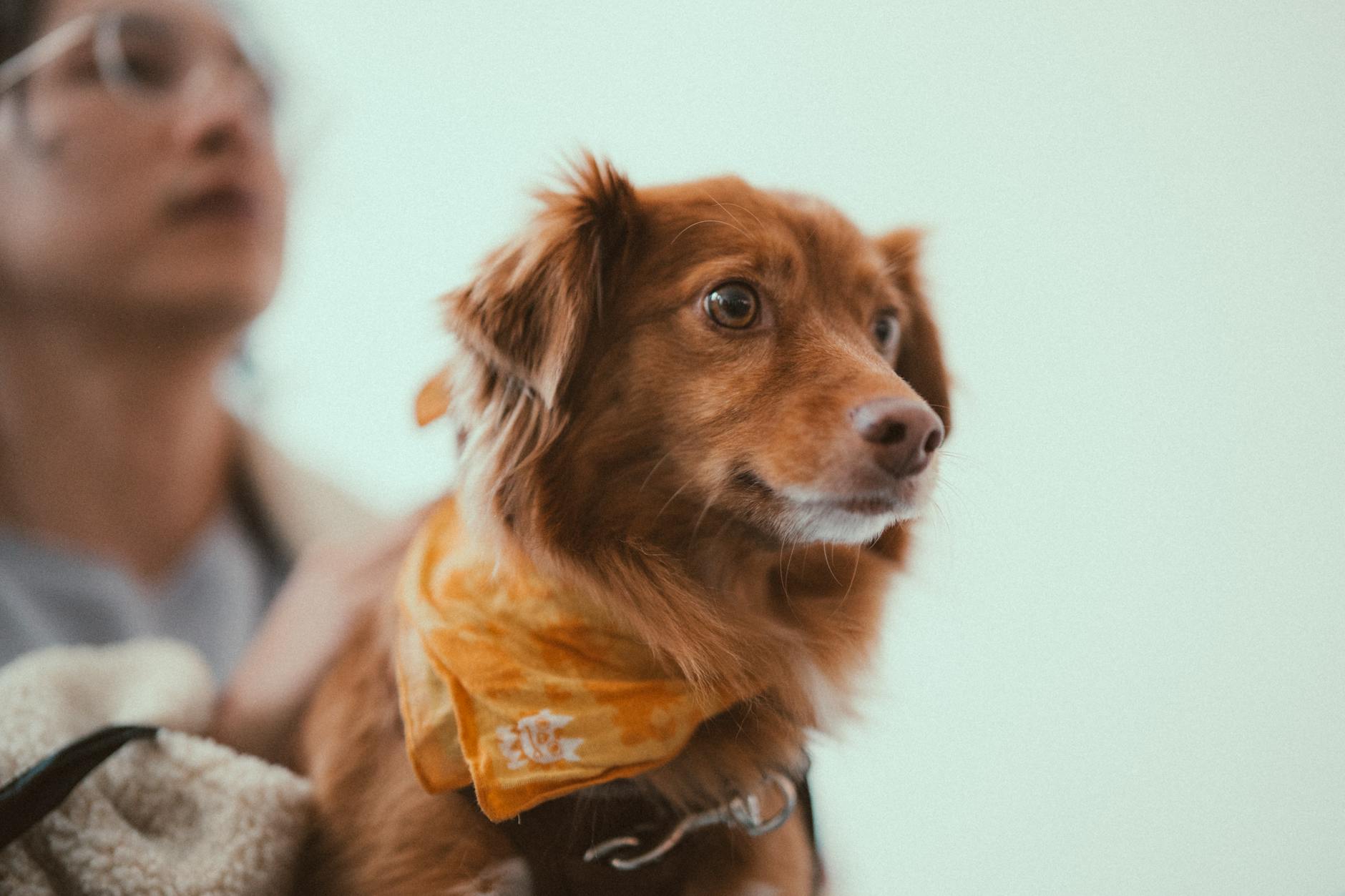 Pies w bandanie siedzący przed właścicielem w domowym otoczeniu