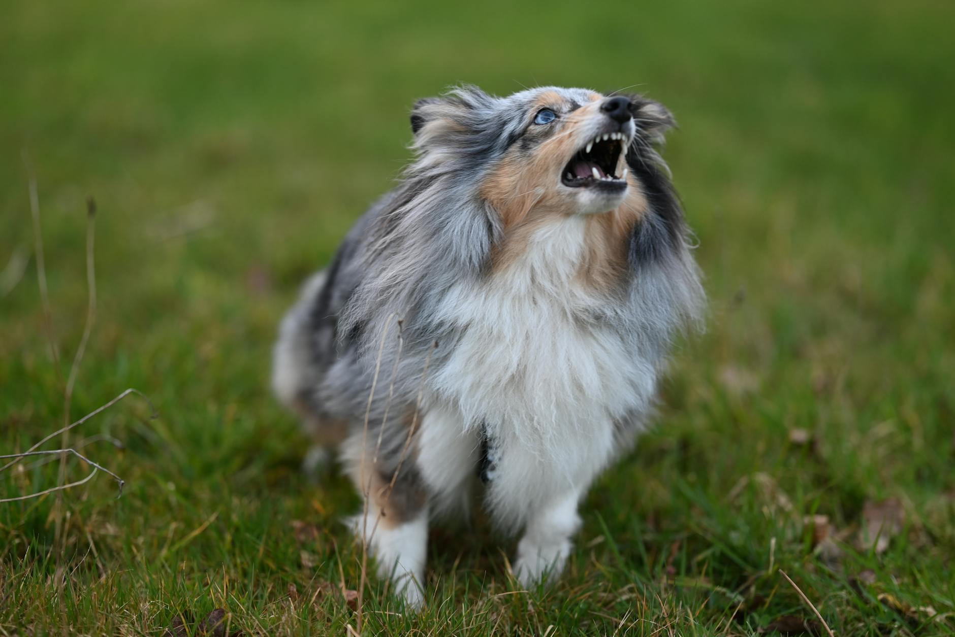 Shetland Sheepdog szczeka energicznie, stojąc na zielonej trawie
