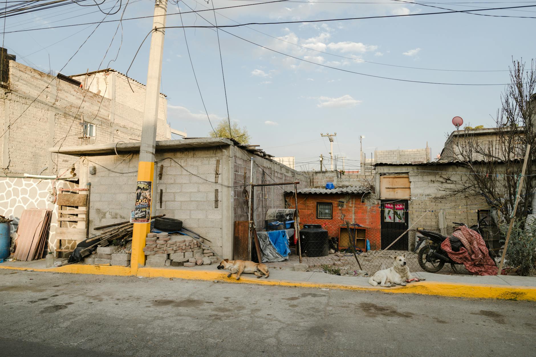 Ulica w miasteczku z kilkoma bezpańskimi psami przy domach Ulica w miasteczku z kilkoma bezpańskimi psami przy domach