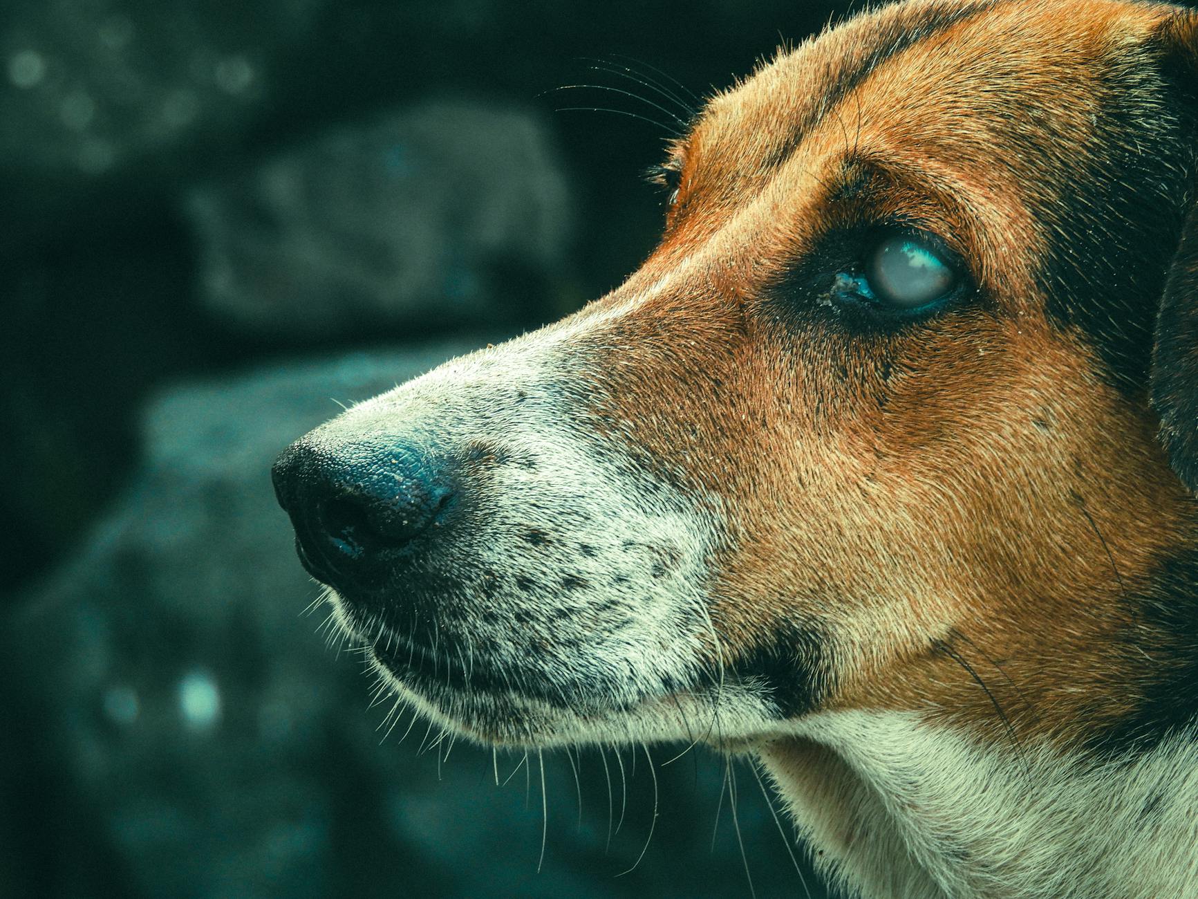 Zbliżenie pyska niewidomego psa z widocznymi zmianami przy oczach