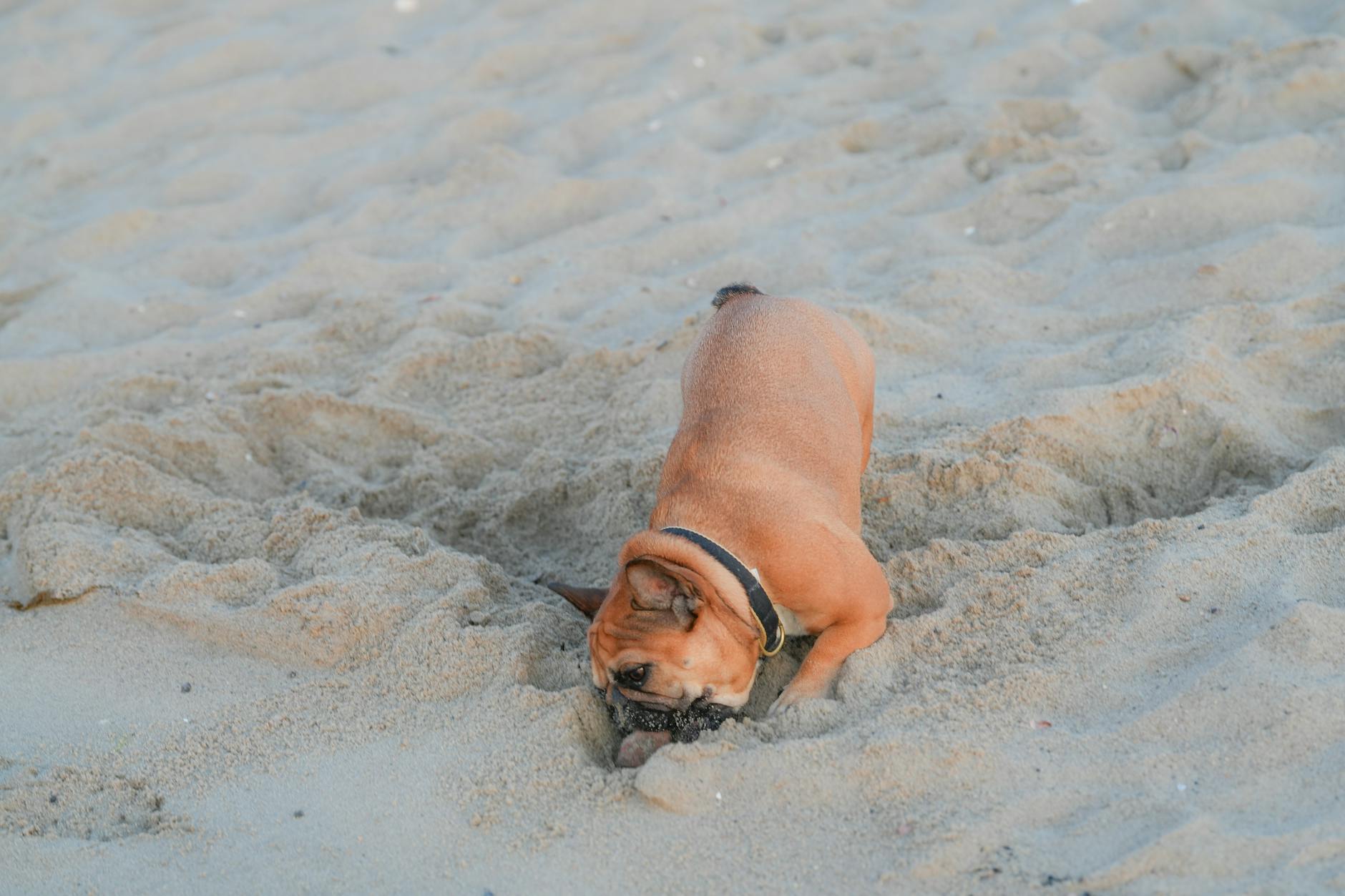 Buldog francuski radośnie kopie w piasku na plaży