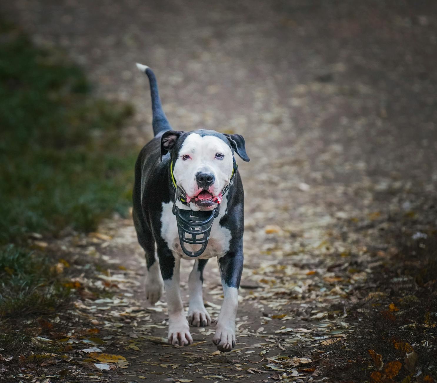 Czarnobiały pitbull w kagańcu idący leśną ścieżką po zmroku