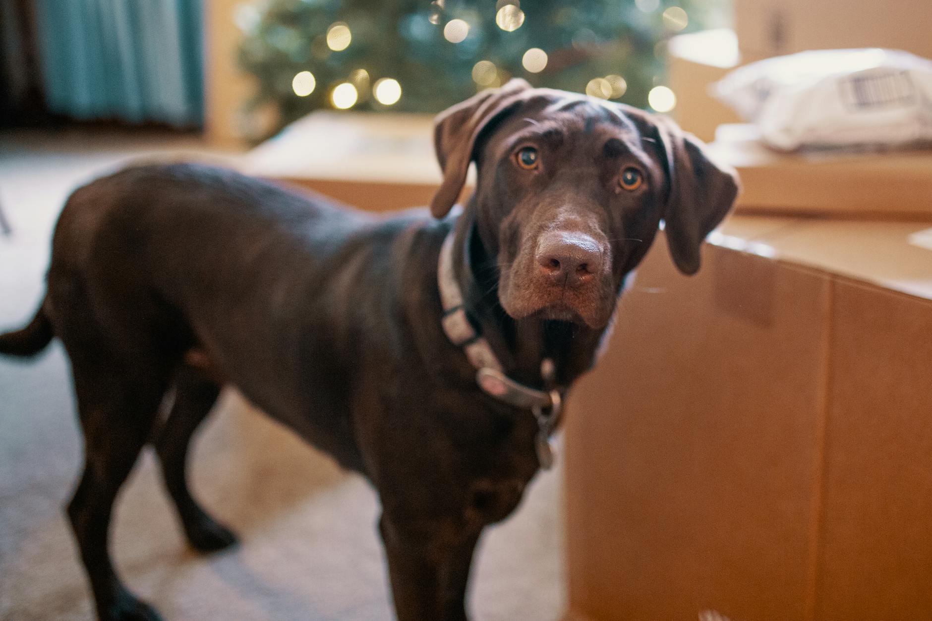 Czekoladowy labrador w mieszkaniu z bożonarodzeniowymi dekoracjami