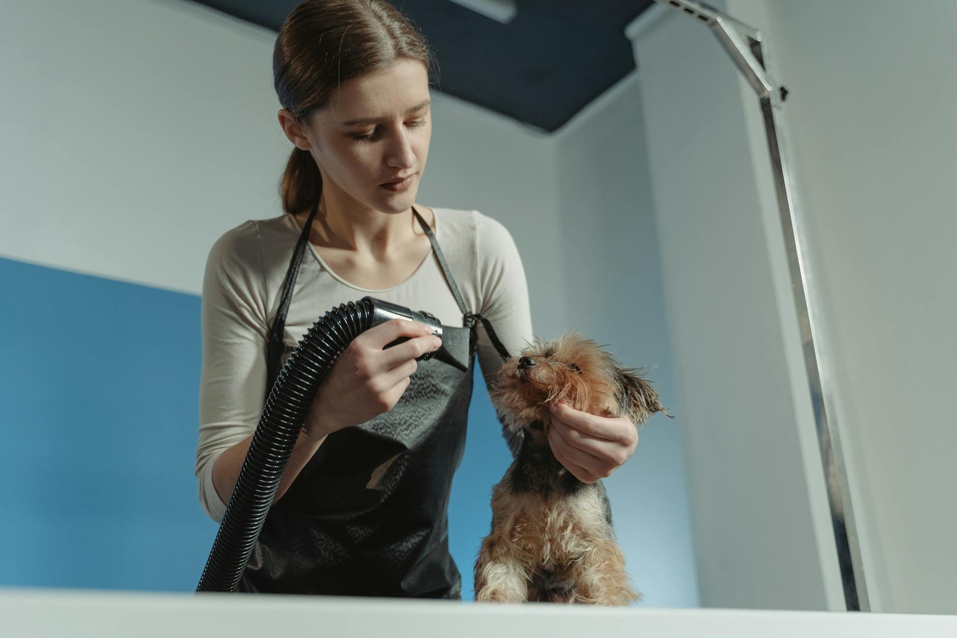 Groomer przycina sierść yorkshire terrierowi w salonie pielęgnacji psów