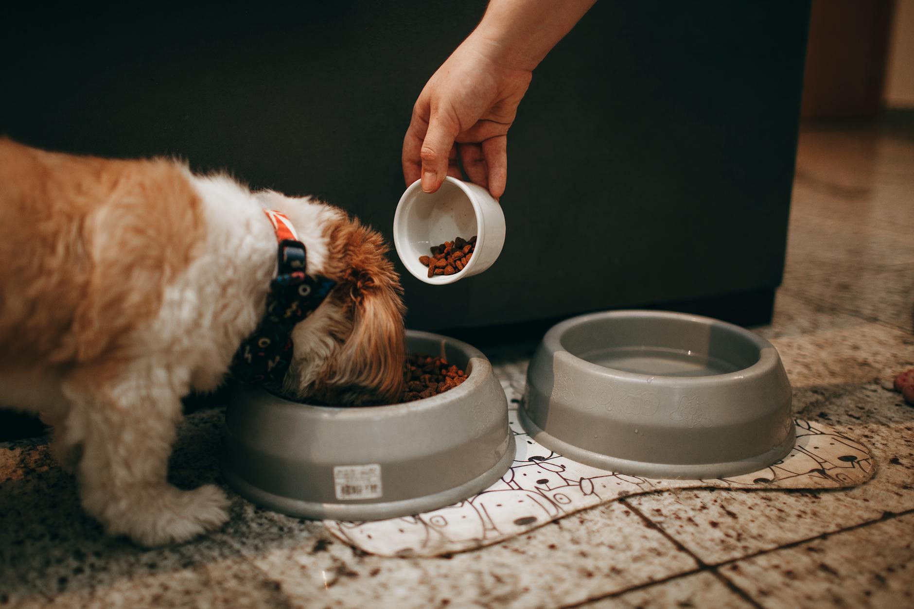 Ręka podaje karmę szczeniakowi shih tzu w domu
