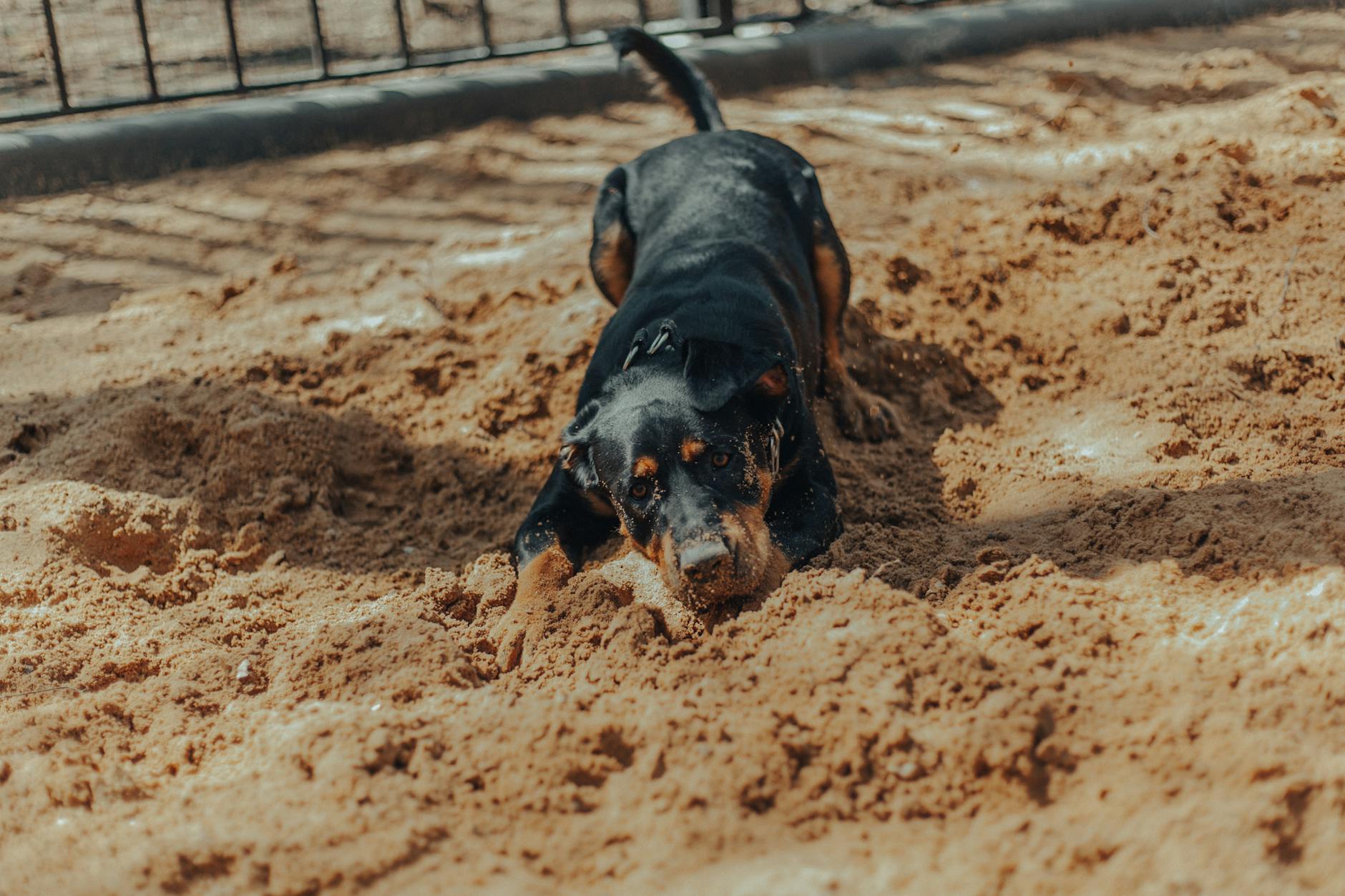 Rottweiler leży na piaszczystym podłożu w ogrodzie przy czarnym ogrodzeniu