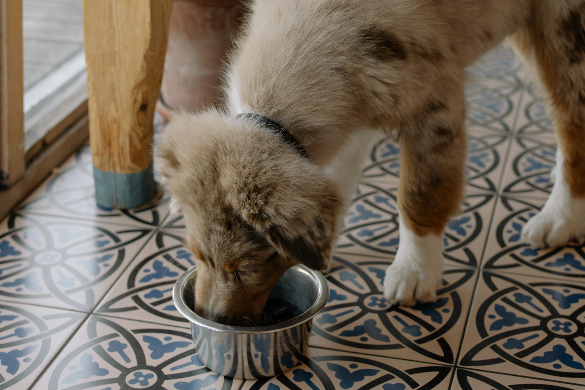 Szczeniak Australian Shepherd je karmę z metalowej miski na kafelkach