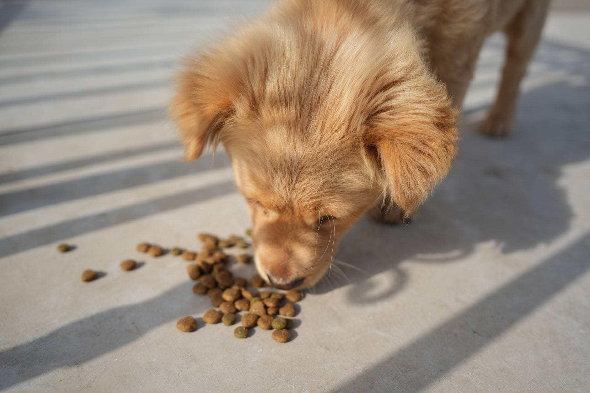 Szczeniak golden retriever je karmę na dworze w słoneczny dzień