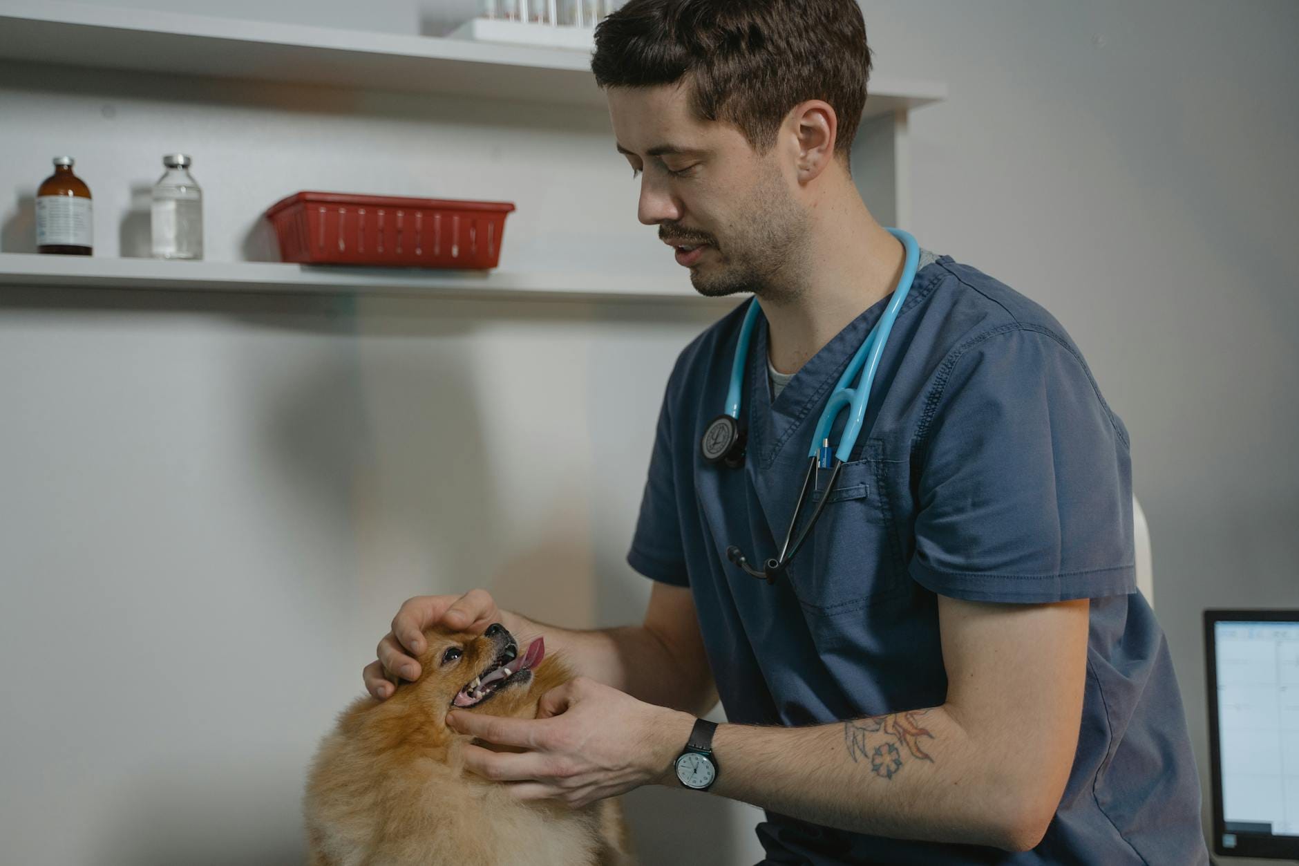 Weterynarz bada psa rasy pomeranian w gabinecie weterynaryjnym
