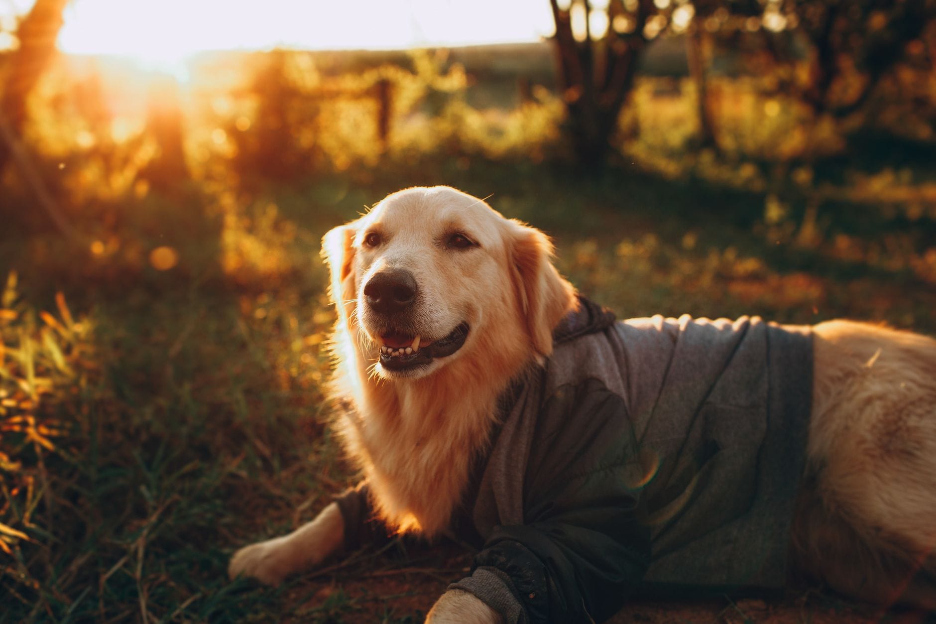 Golden retriever w ubranku leży na trawie w słoneczny letni dzień