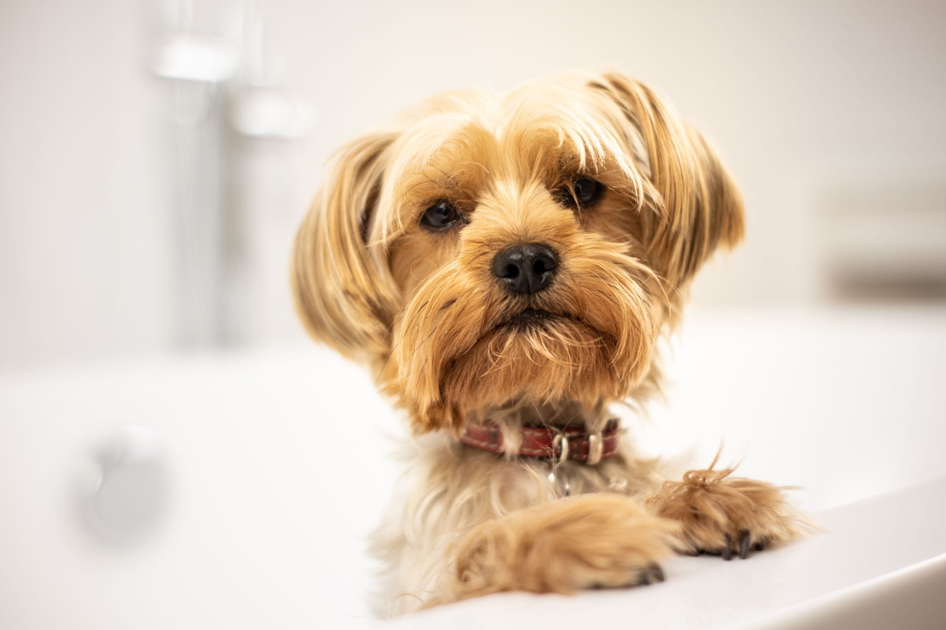 Szczeniak yorkshire terrier stojący w wannie podczas domowej kąpieli