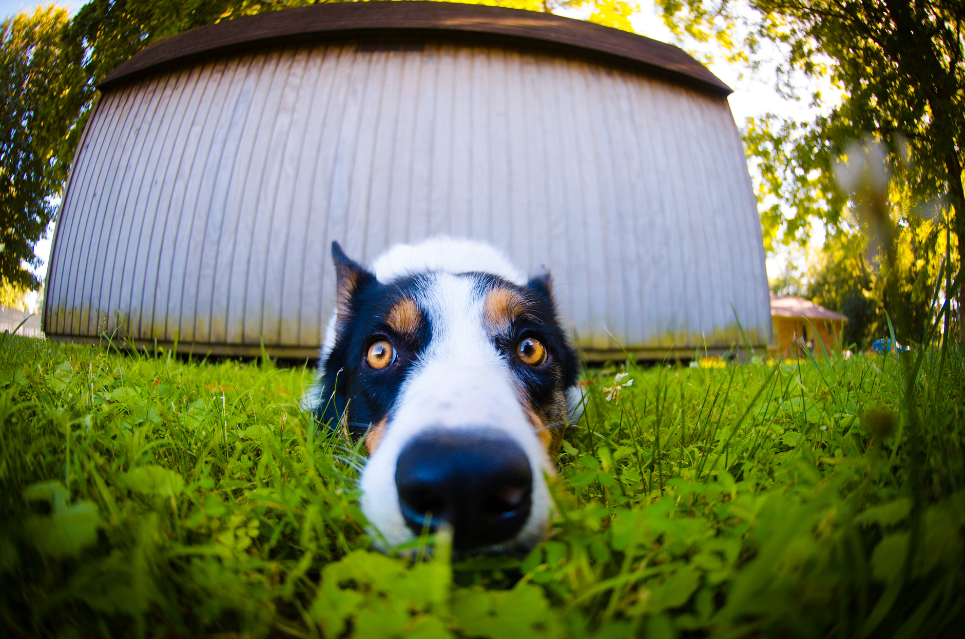 Border collie leży na trawie w ogrodzie