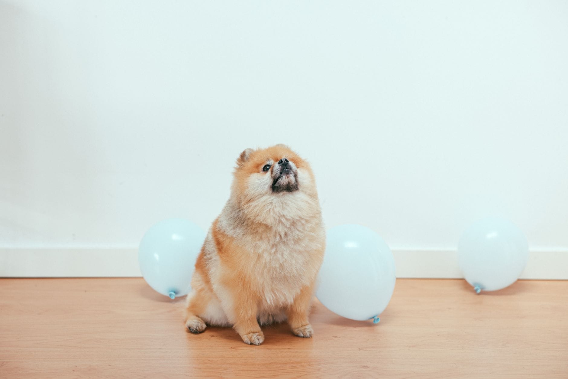 Szczeniak pomeraniana siedzący w domu wśród niebieskich balonów
