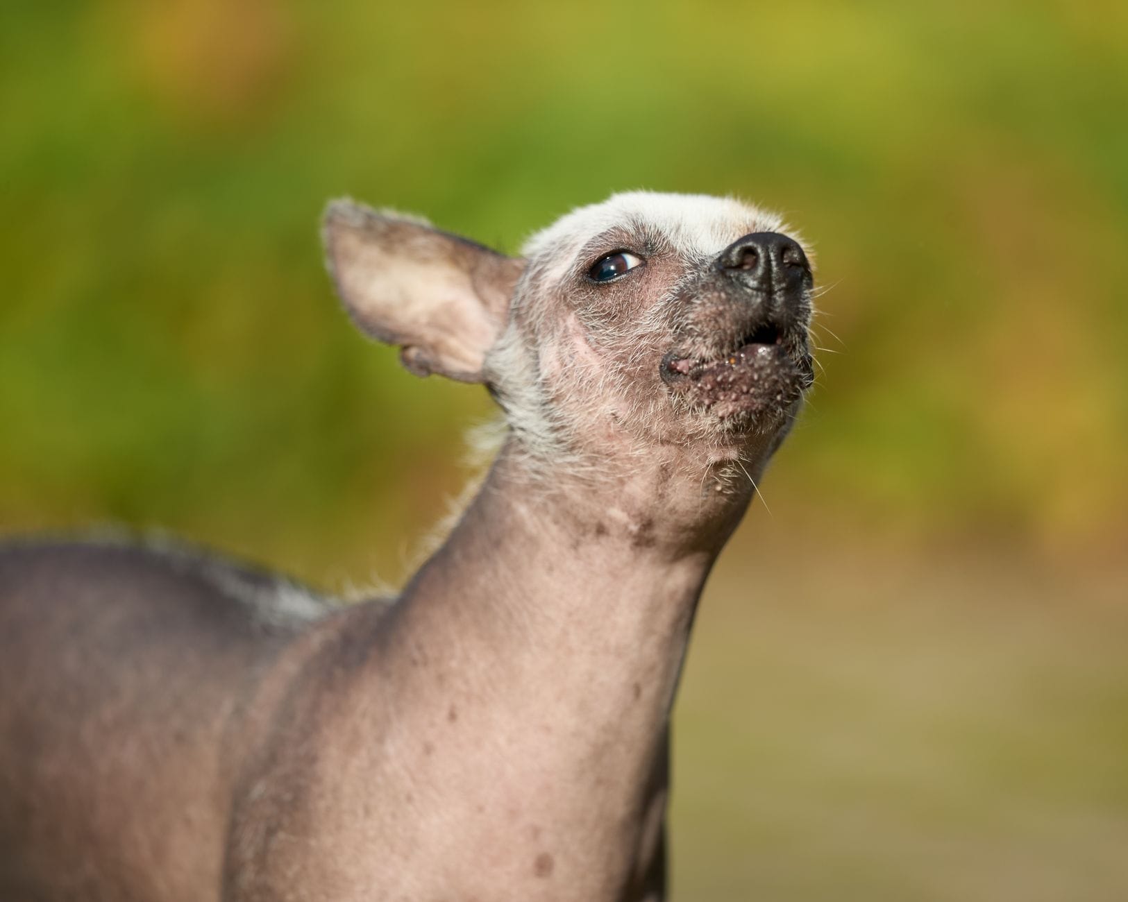 Zbliżenie na psa rasy chinese crested na tle zieleni
