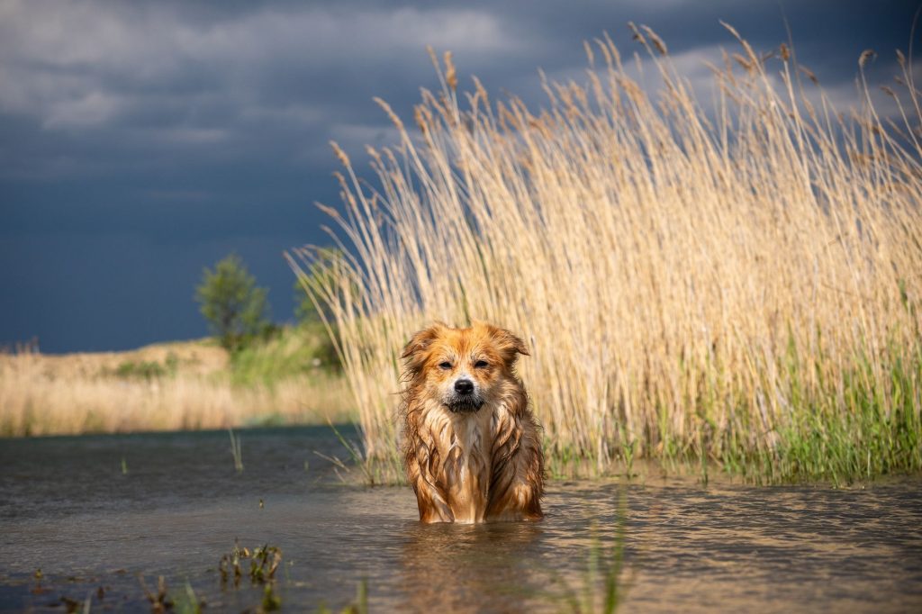 Golden retriever bawiący się w wodzie przy wysokiej trawie