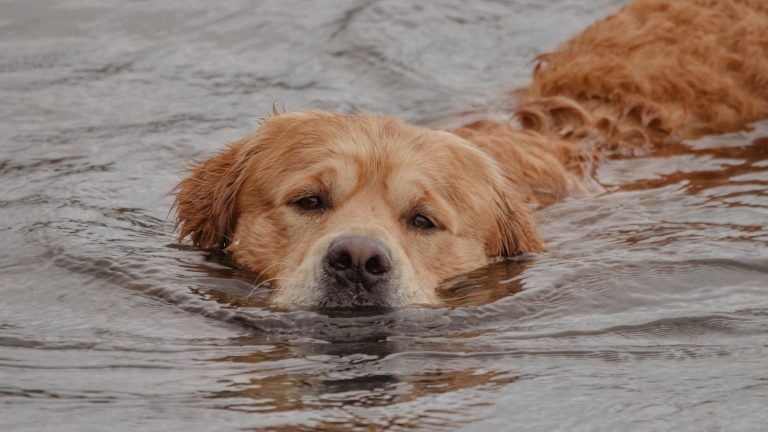 Golden retriever pływający w jeziorze